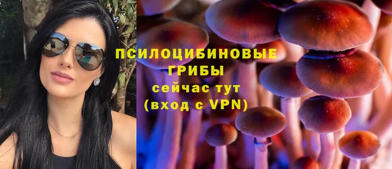 Галлюциногенные грибы Psilocybe Великий Устюг